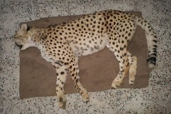سکوت پرتال خبری سازمان محیط زیست درباره مرگ یوزپلنگ ایرانی