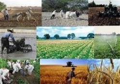 ۴ دلیل سودآور نبودن کشاورزی در ایران