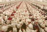 افزایش ۱۰۰۰ تومانی قیمت مرغ